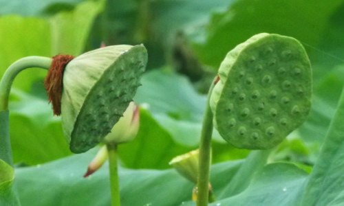 红漂带-红浮漂功效-专业红浮漂草主治平台-红漂带